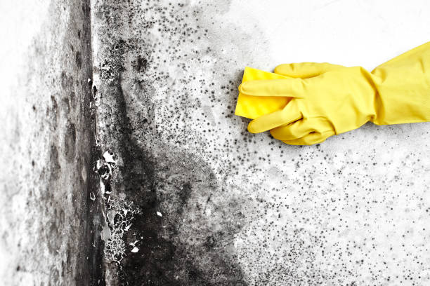 Best Black Mold Removal  in Potomac, MD