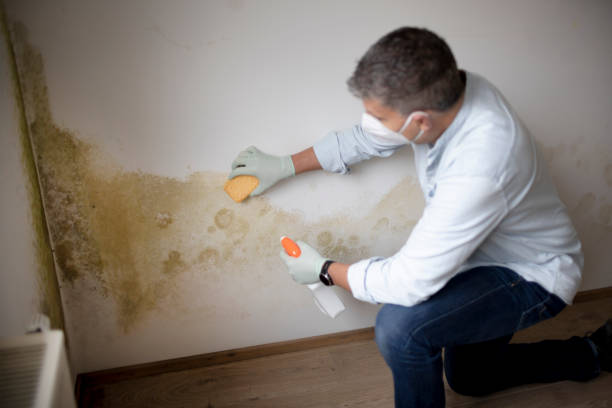 Best Post-Construction Mold Inspection  in Potomac, MD
