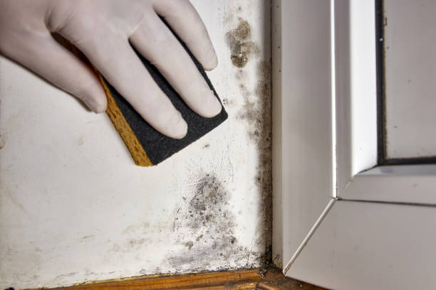 Best Biohazard Mold Removal  in Potomac, MD